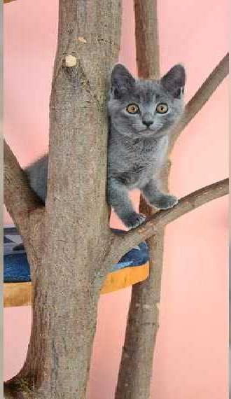 Reinrassige Kartäuser Kitten