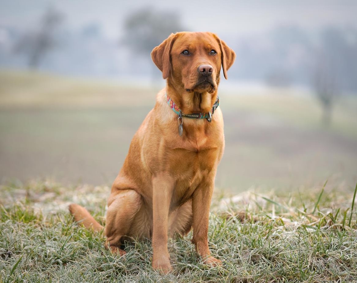 Labrador Welpen, schwarz und foxred mit Stammbaum