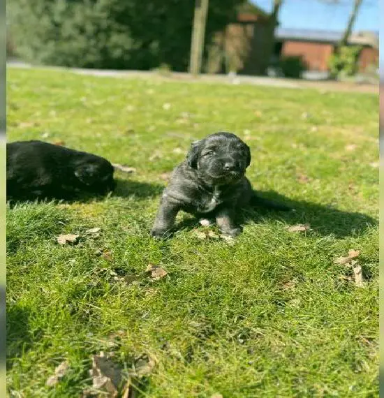 Kaukasische Owtscharka Welpen