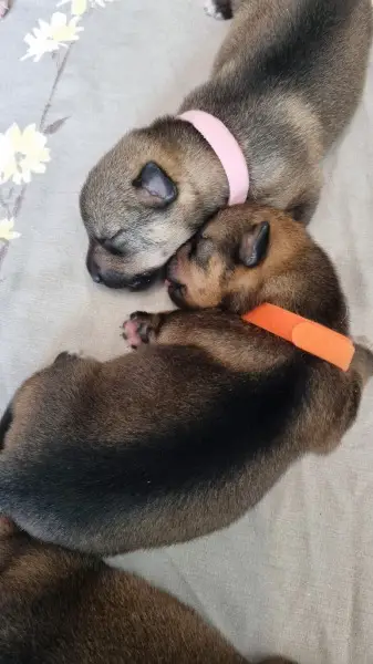 Zu verkaufen: 2 Weibchen Västgötaspets (Schwedischer Vallhund)