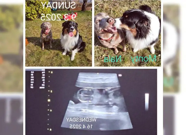 Aussiedor Welpen aus Liebhaber Zucht