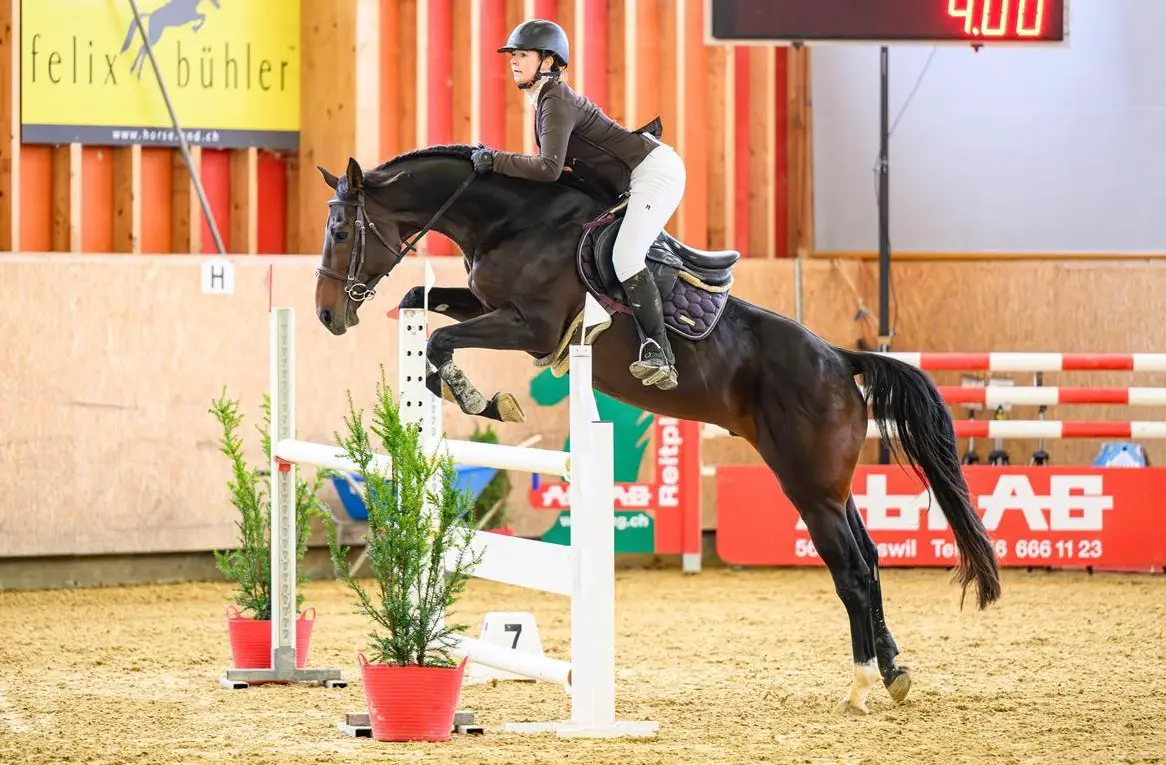 Reitstunden auf Schulpferden im Baselland