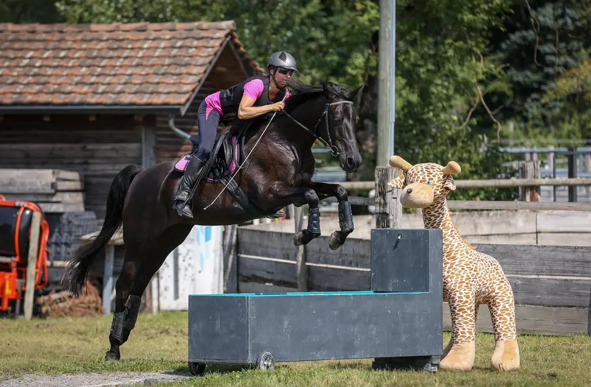 Reitbeteiligung auf Shagya-Araber in Widen AG