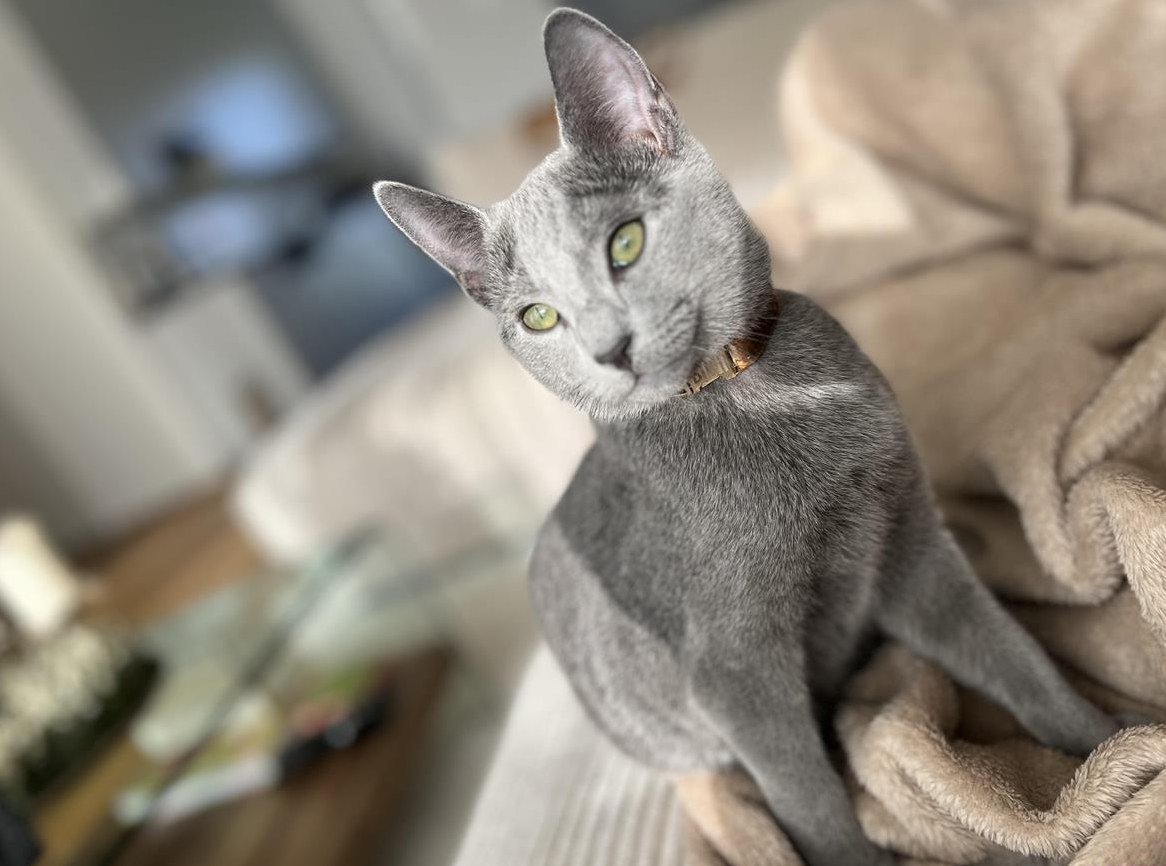 Deckkater Russisch Blau mit Stammbaum