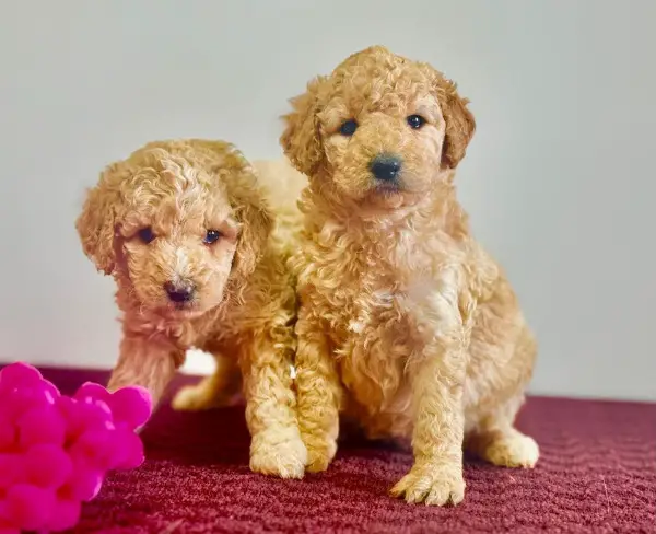 Goldendoodle Welpen Medium Golden Retriever X Pudel, Doodle