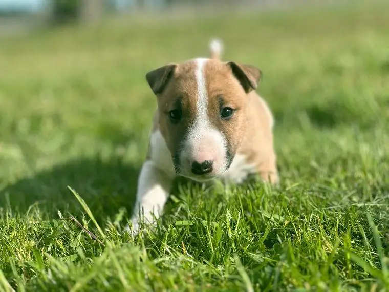 Miniatur Bullterrier Welpe mit VDH/FCI Papieren, Abgabebereit