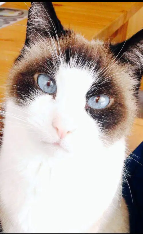 Rämsis Katzenservice