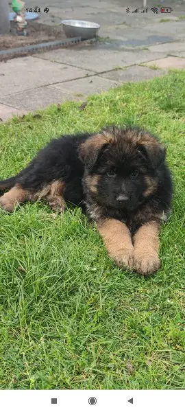 Deutscher Schäferhund Rüde Welpe Langstockhaar
