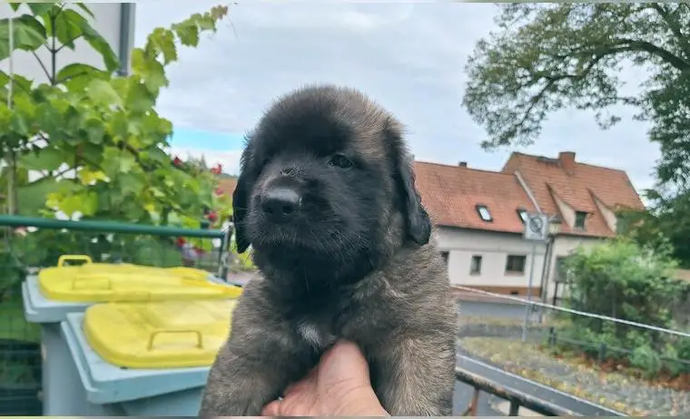 Kräftige Leonberger Welpen