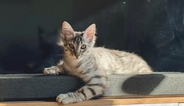 Türkisch Angora Kater Kitte 6 Monate