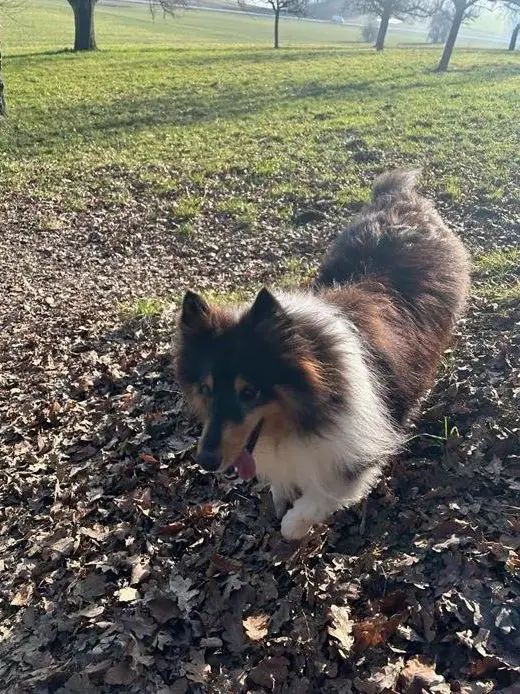 Toller Sheltie Rüde, 4-jährig, kastriert