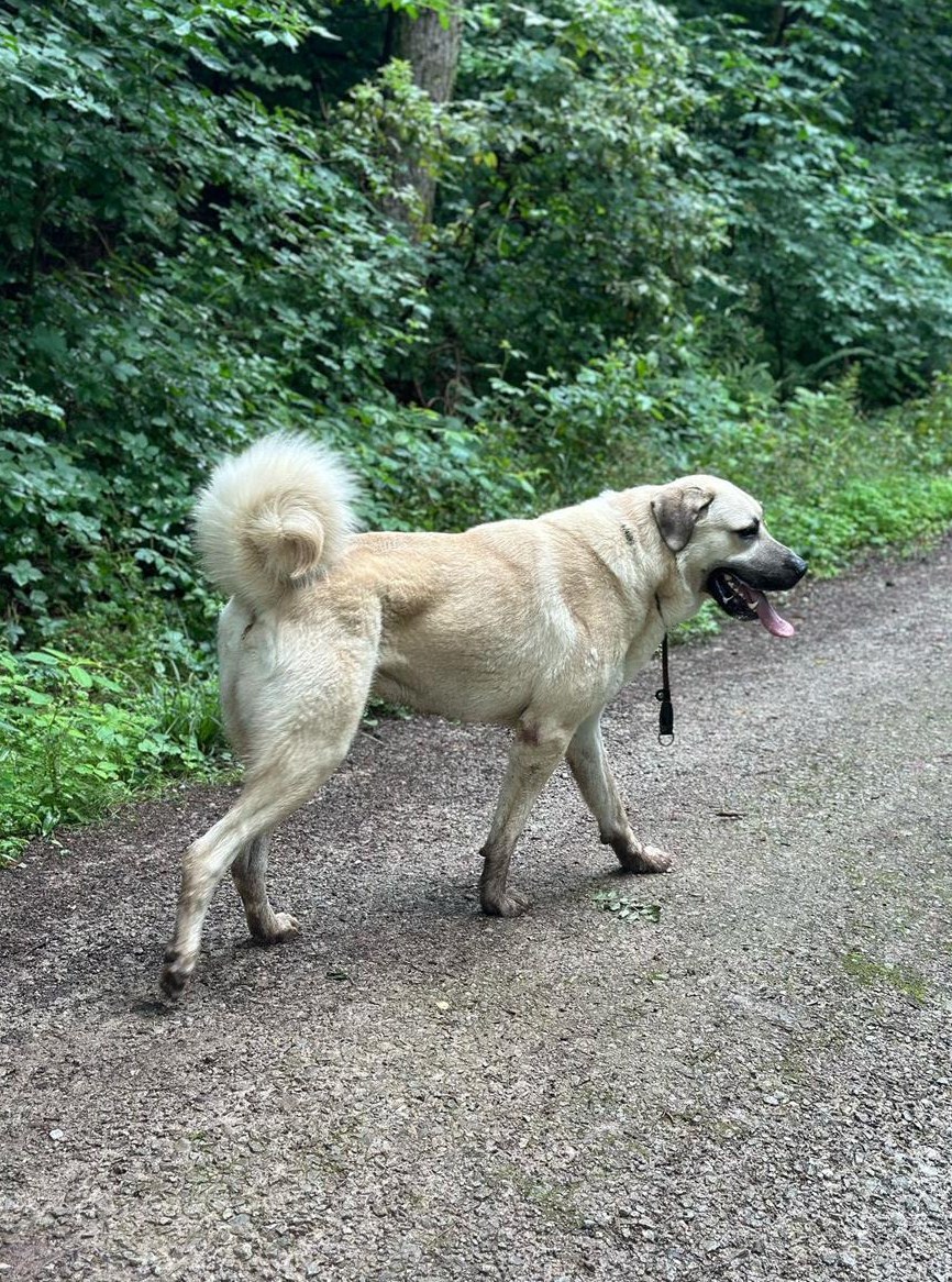 2,5-jähriger Kangal Rüde sucht erfahrenes Zuhause