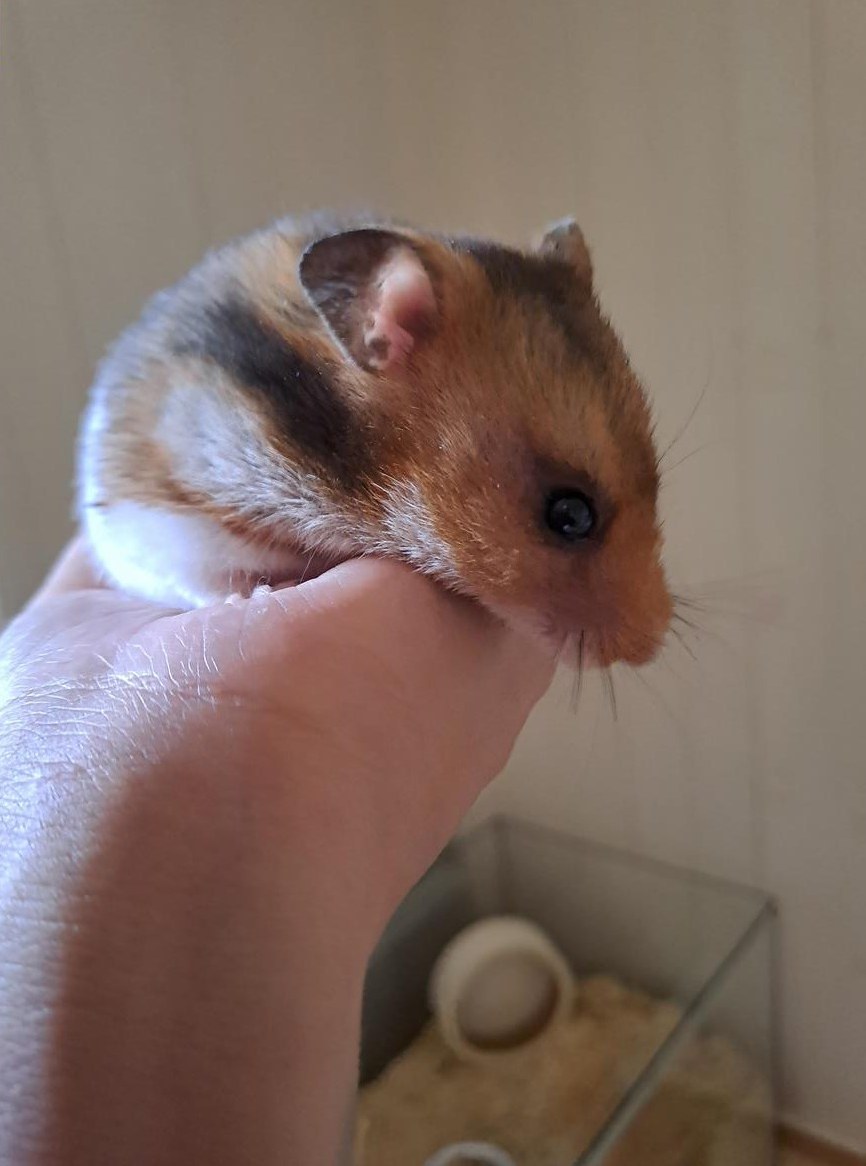Goldhamster Weibchen, handzahm, darf ausziehen