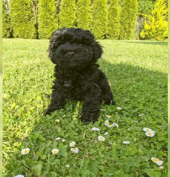 Cavapoo F1b Welpen vom Auenland