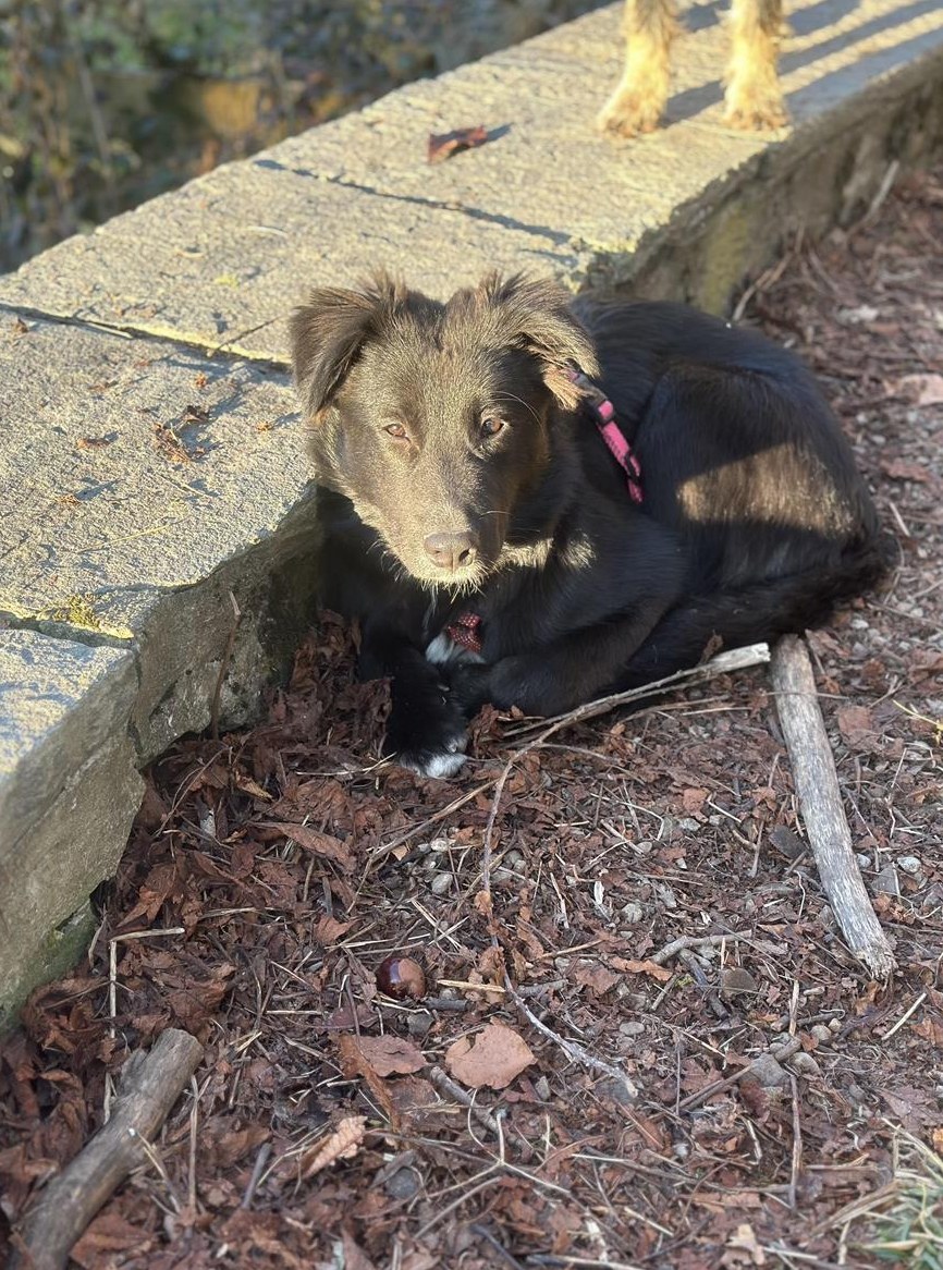 Schutzhund oder Diensthund tauglich wenn gewollt