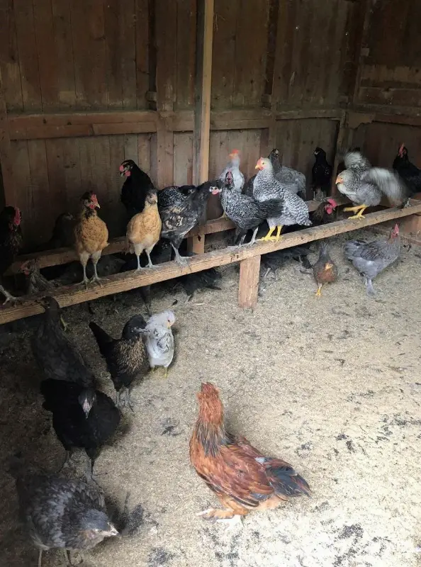 Hähne verschiedener Hühnerrassen zu verkaufen