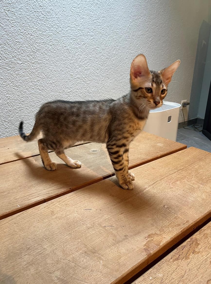 Typvolle Savannah Kitten von CHSavannahs