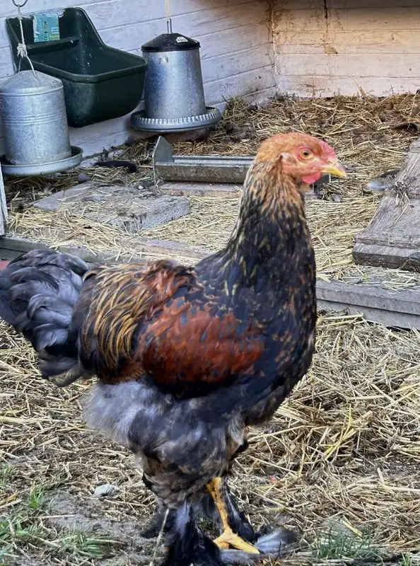 Reinrassige Brahma Hähne zu verkaufen