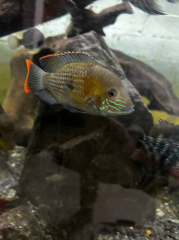 Goldsaumbuntbarsch Weibchen