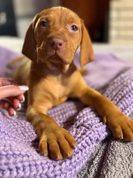 FCI Magyar Vizsla welpen