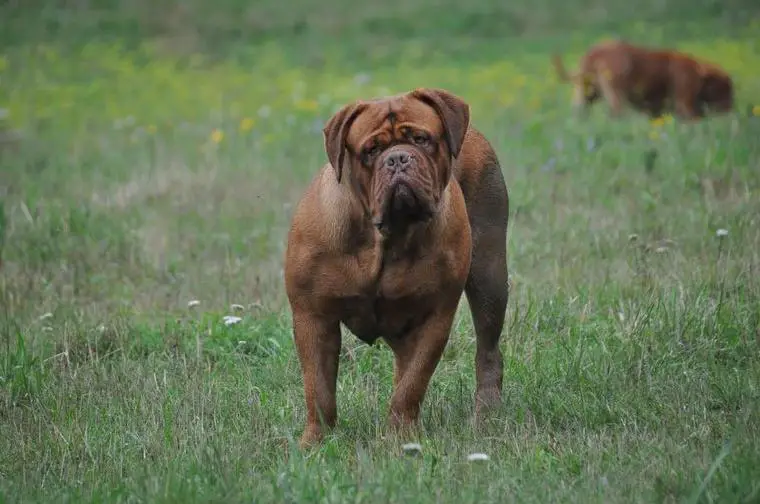 Bordeux doggen Hundin mit FCI Ahnentafel