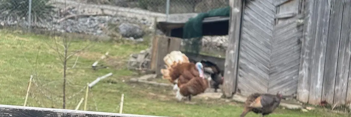 Wunderschöner Truthahn in braun/ weiss