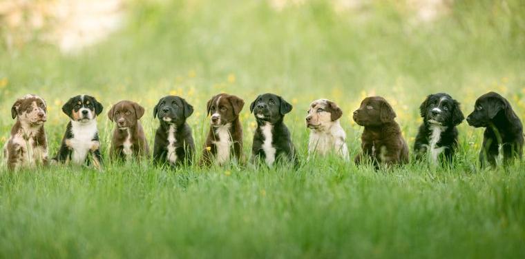 Aussiedor (Labrador x Australian Shepherd)