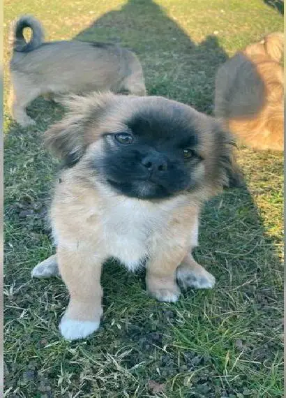 Unsere Wunderbaren Welpen Suchen Ihr Zuhause