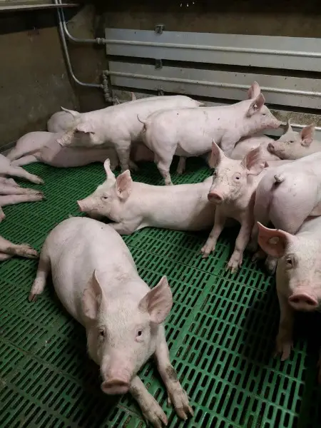Ferkel, Läufer, Schweine - regelmässig zu verkaufen