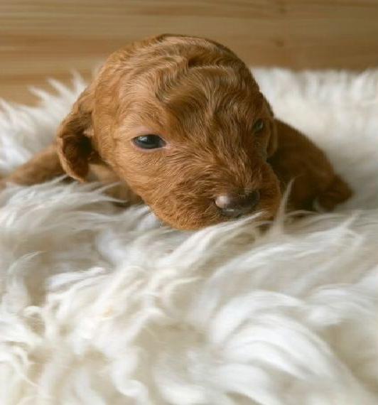 Pudel. Kleinpudel Welpen in apricot