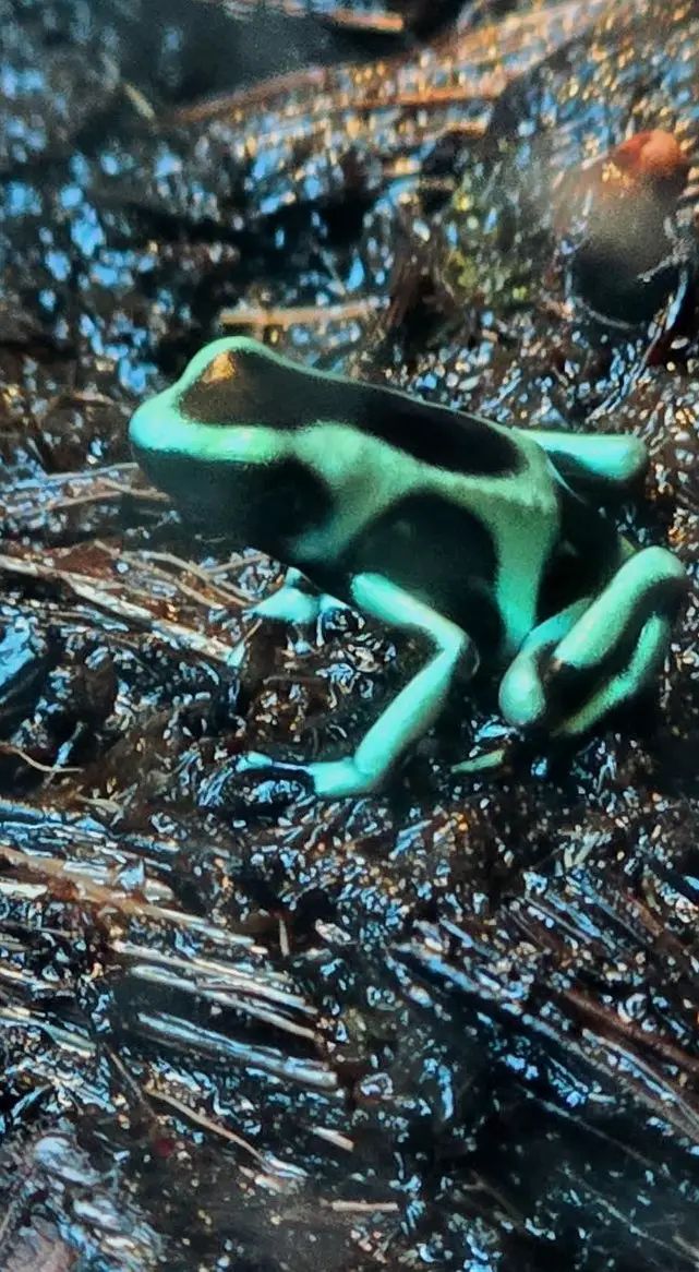 Dendrobates Auratus Karibik zu verkaufen