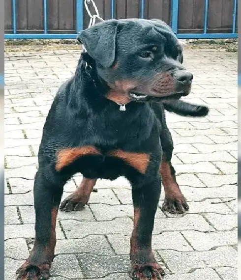 rottweiler junger rüde adrk sofort abzugeben