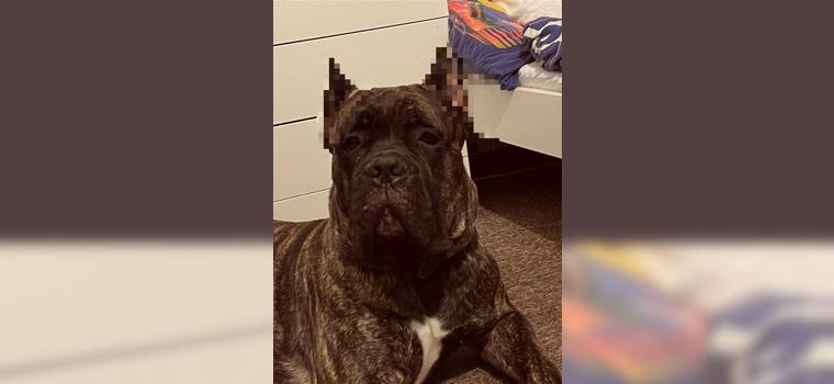 Cane Corso rüde family Hund
