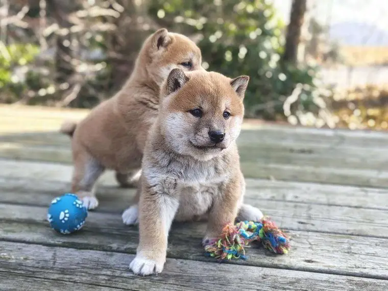 Reinrassige Shiba Inu Welpen in Rot