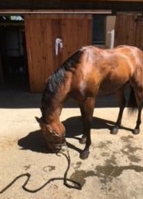 Quarter Horse Wallach zu verkaufen