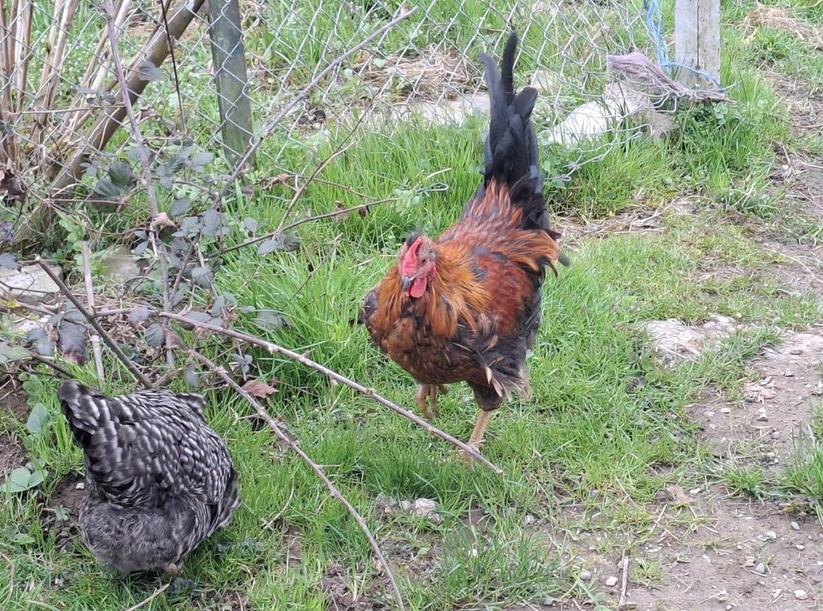 Junge Hähne abzugeben