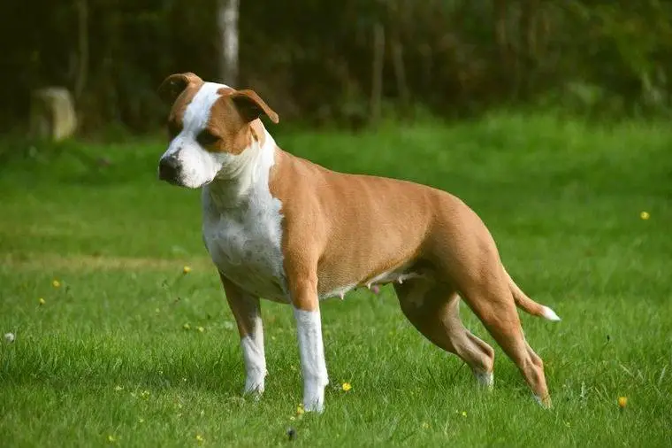 American Staffordshire Terrier Welpen VDH/FCI