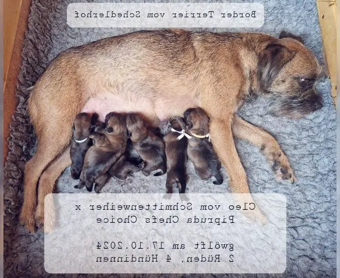Border Terrier Welpen