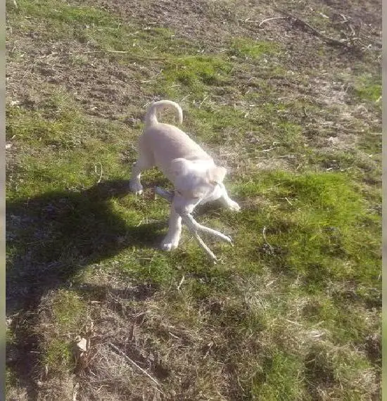 Abgabebereit Labrador Welpen noch 2 Hündinnen vorhanden.
