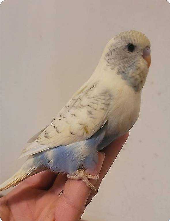 Wellensittich vogel englische