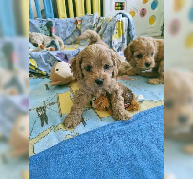 Cockerpoo / Cockapoo / Cocker Spaniel + Pudel Welpen