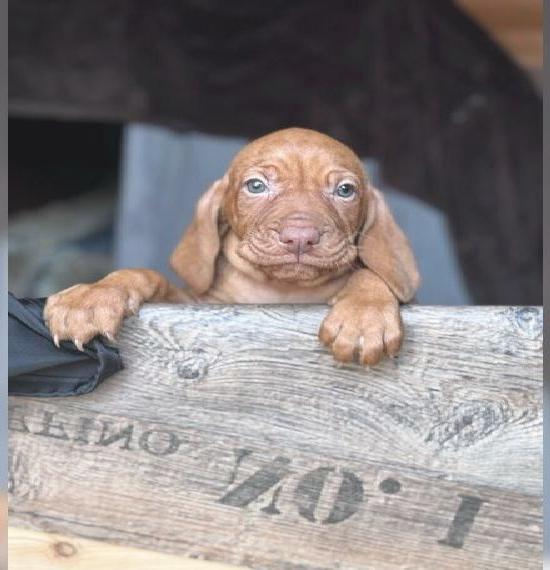 Magyar Vizsla Welpen