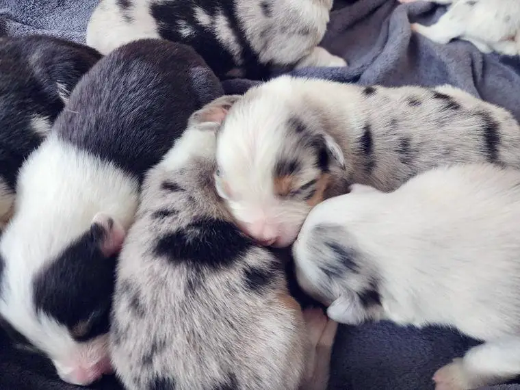 Australian Shepherd Welpen