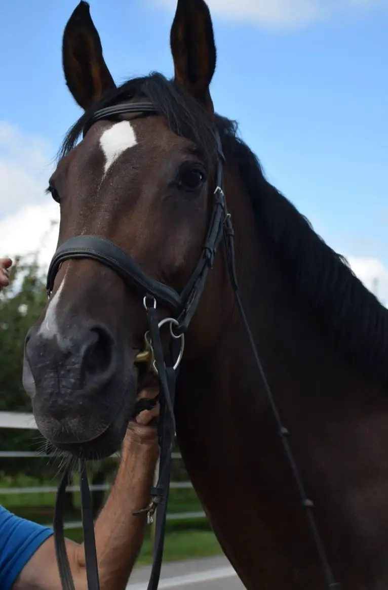 Schweizer Warmblut Stute | Sportpferd - Springen
