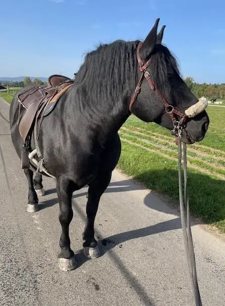 12-jährige polnische Kaltblut Stute zu verkaufen