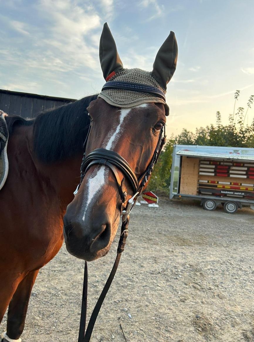 Claudette, tolle Holsteiner Freizeitstute