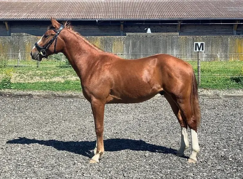 Kleinpferd Wallach Max sucht Zuhause