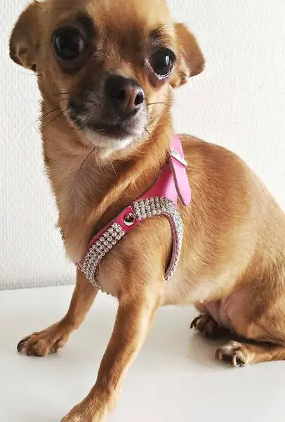  F+M Geschirr EIGHT pink für Chihuahua, Gr.S