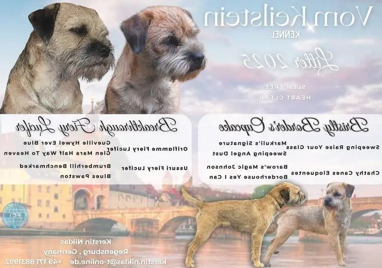 Wurfankündigung Border Terrier vom Keilstein