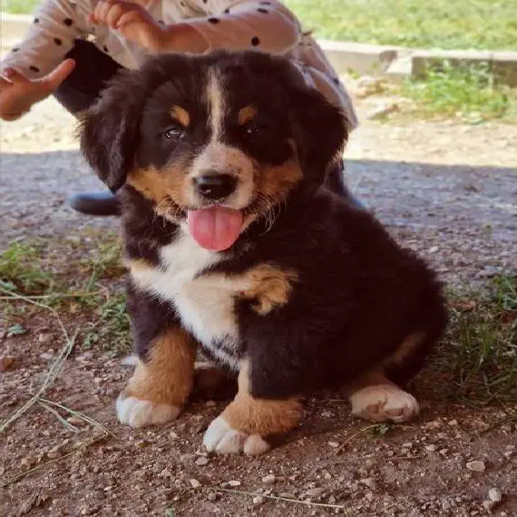 Berner Sennenhund welpen
